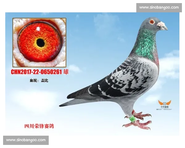 聚焦安捷信鸽比赛见证速度与血统巅峰对决引领赛鸽新时代荣耀征程 聚焦安捷信鸽比赛见证速度与血统巅峰对决引领赛鸽新时代荣耀征程